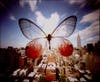 Wood-Camera-Belger-placed-a-butterfly-in-front-of