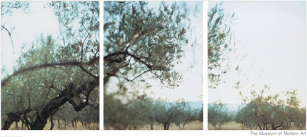 Typepad Import Image