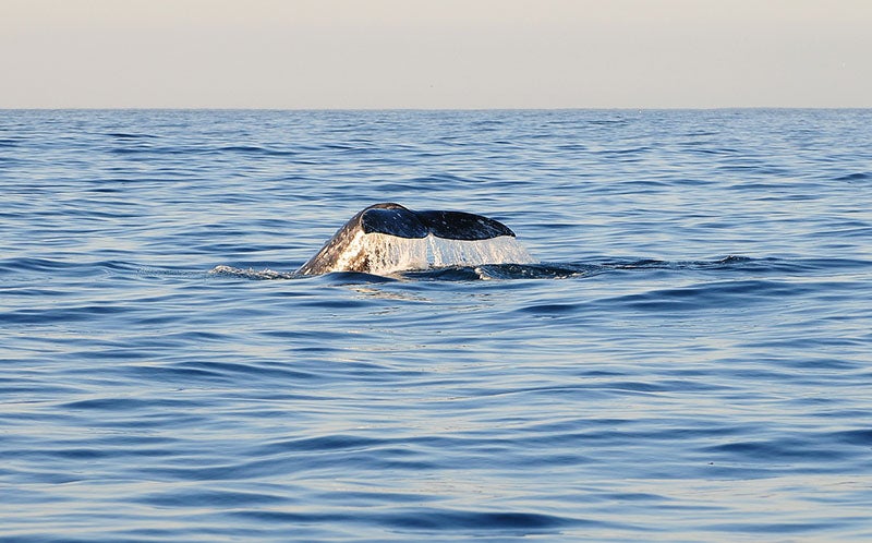 Gray Whales, Baja California, Mexico