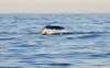 Gray Whales, Baja California, Mexico