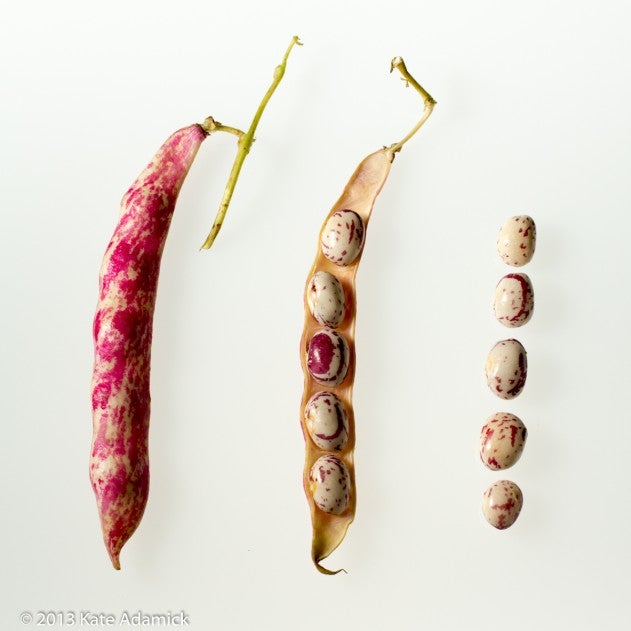 Cranberry Beans Undressing