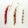 Cranberry Beans Undressing