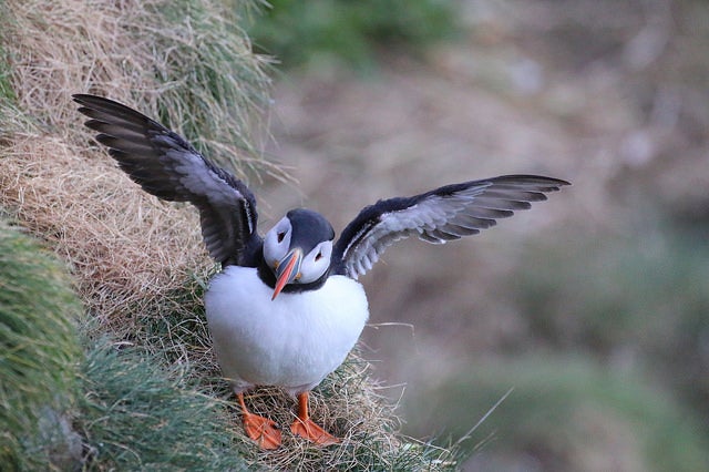 George Hart photographed this puffin using a Canon EOS 70D with a EF 100-400mm f/4.5-5.6L IS II USM lens at 1/2000, f/6.3 and ISO 4000. See more of his work <a href="https://www.flickr.com/photos/125145243@N05/">here.</a>