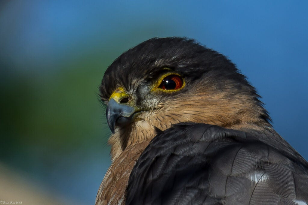 Today's Photo of the Day was captured by Fred Roe in Peace Valley Park in Doylestown, PA. Roe used a Nikon D7100 80-400 mm f/4.5-5.6 lens at 1/400 sec, f/8 and ISO 160 to capture this sharp-shinned hawk. See more work <a href="https://www.flickr.com/photos/70295563@N00/">here. </a>