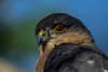 Today's Photo of the Day was captured by Fred Roe in Peace Valley Park in Doylestown, PA. Roe used a Nikon D7100 80-400 mm f/4.5-5.6 lens at 1/400 sec, f/8 and ISO 160 to capture this sharp-shinned hawk. See more work <a href="https://www.flickr.com/photos/70295563@N00/">here. </a>