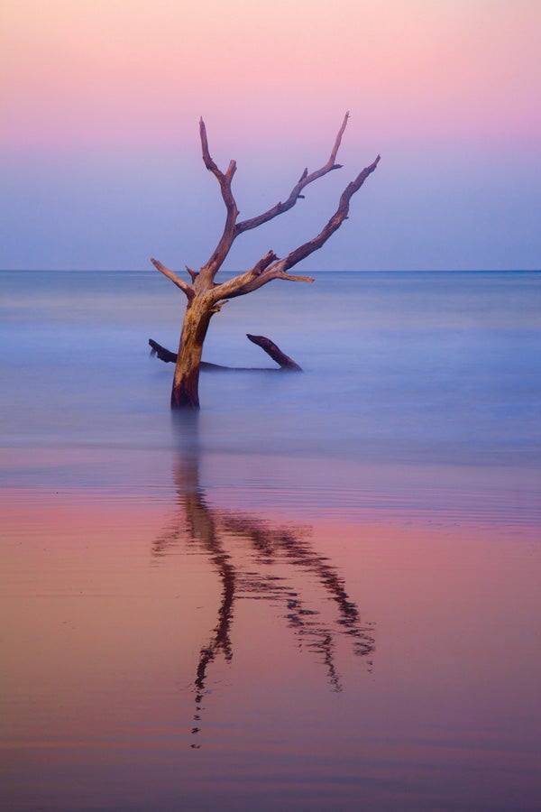 Tree in Wet Sand, Hunting Island State Park, SC