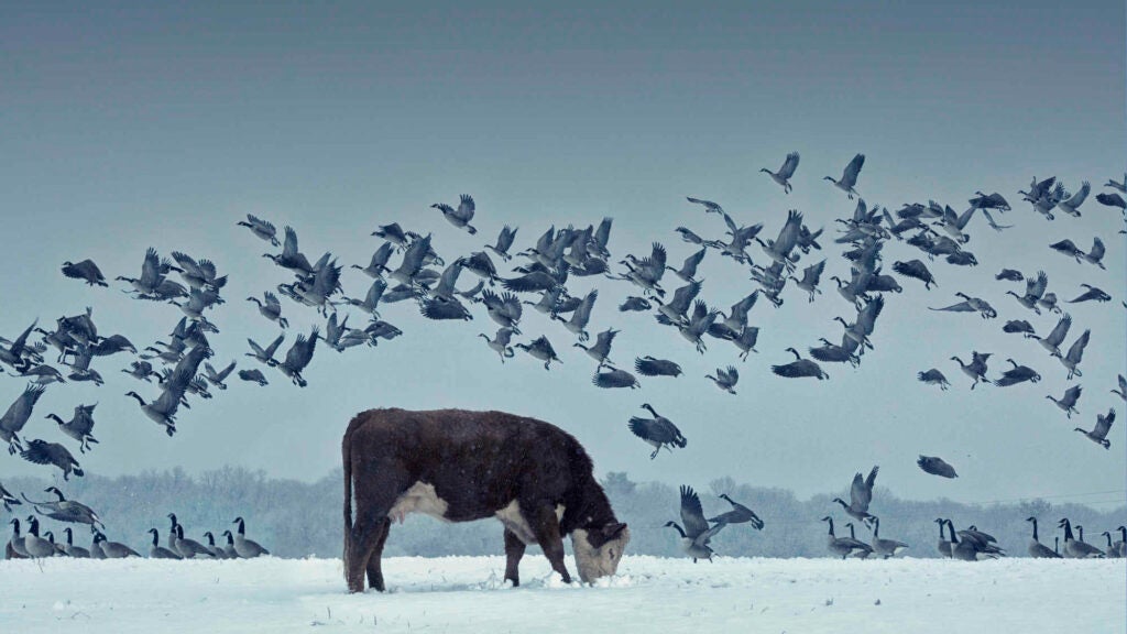 A cow looking for grass under the snow as a flock of geese move out of his way.