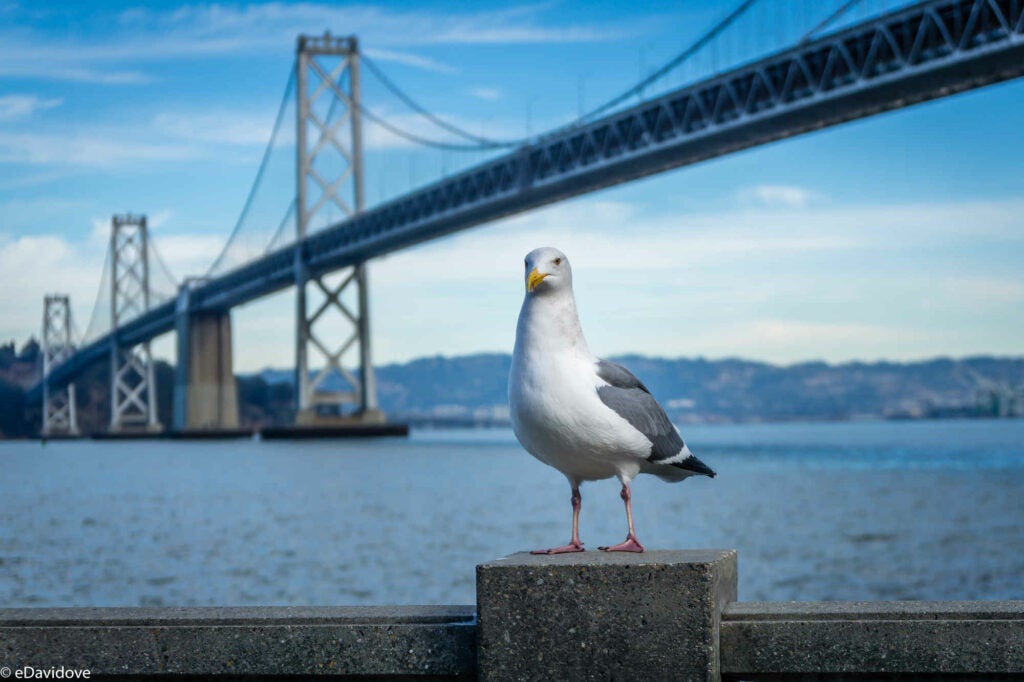 Seagull near Bay Bridge on Embarcadero Ave in San Francisco