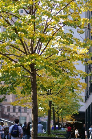 Pentax-SMCP-FA-50mm-f-1.4-AF-This-row-of-trees-is