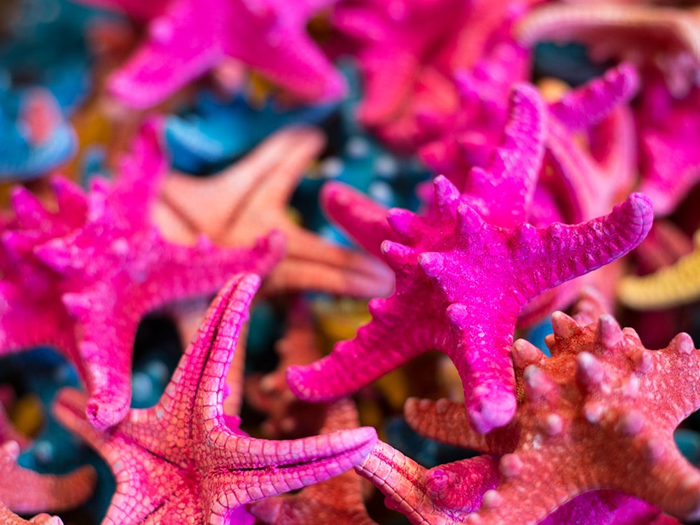 dried and painted pink starfish