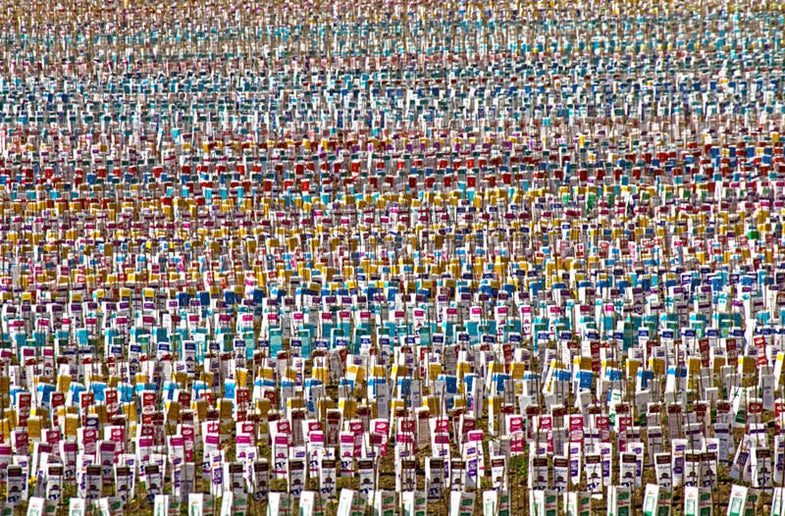 "These are new trees being planted along the side of the road. The colors just caught our eye so we had to turn around and go back for a couple of shots!" See more of Dave's work on Flickr.