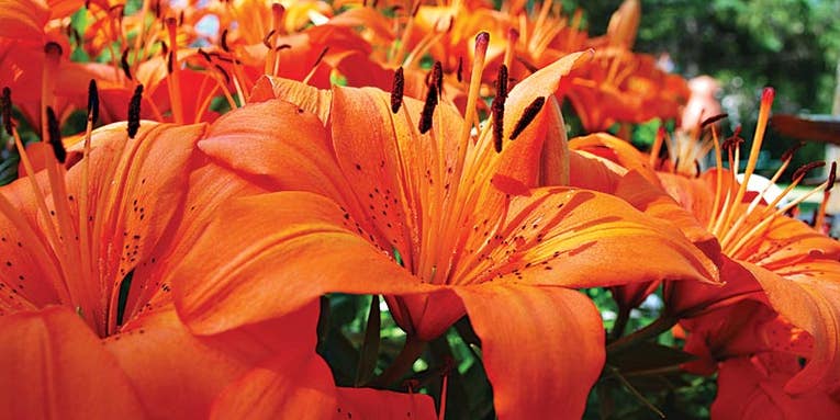 How To: Tips for Better Flower Photographs How To: Tips for Better Flower Photographs