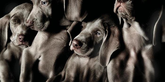 Behind the Shot: Working With Weimaraners