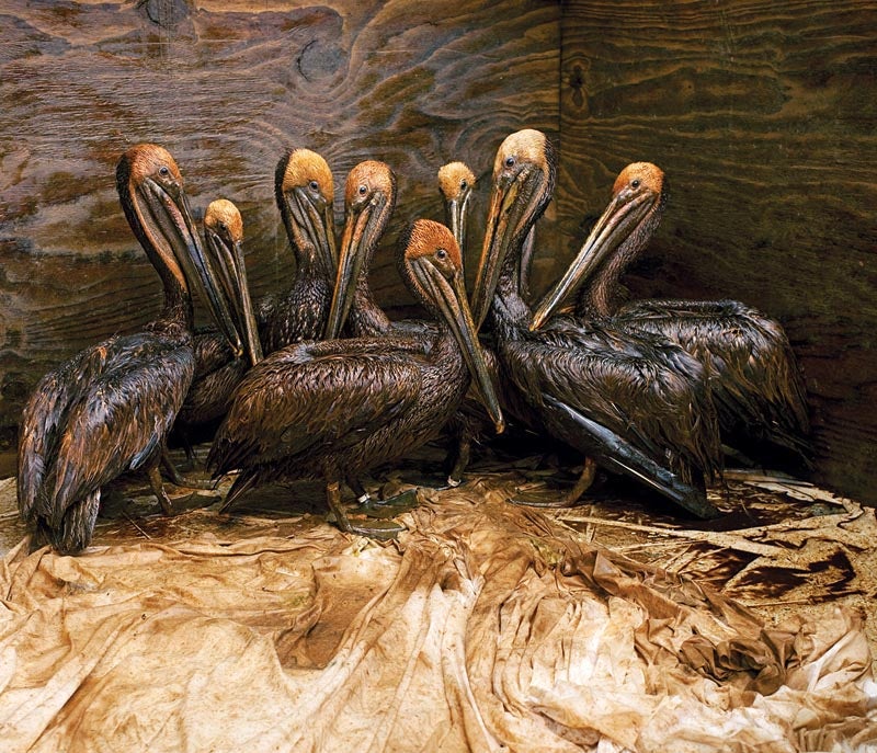 Adult brown pelicans wait in a holding pen to be cleaned by volunteers at the Fort Jackson International Bird Rescue Research Center in Buras. Members of the Tri-State Bird Rescue and Research team work to clean birds covered in oil from the Deepwater Horizon wellhead disaster. The BP leased Deepwater Horizon oil platform exploded on April 20 and sank after burning.