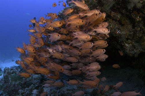 Bigeye-soldierfish-Rasdu-Atoll-Maldives