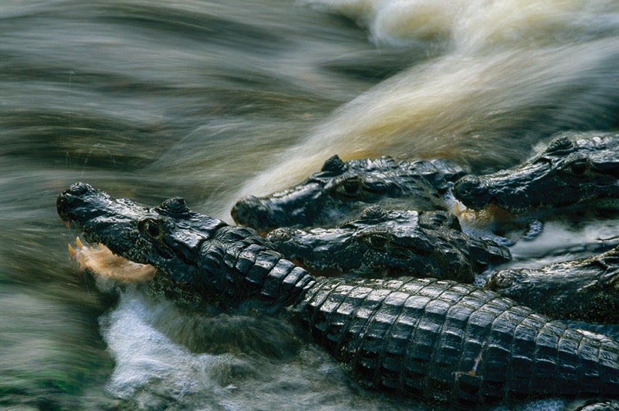 Pantanal, Brazil