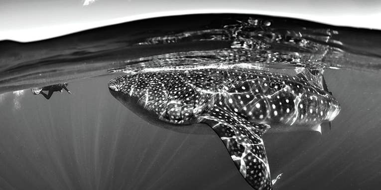 How To: Take Photos of Sharks…and Survive How To: Take Photos of Sharks…and Survive