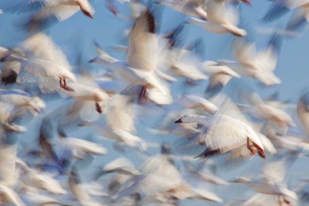 Snow Geese, Pocosin Lakes National Wildlife Refuge, NC