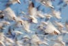 Snow Geese, Pocosin Lakes National Wildlife Refuge, NC