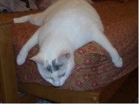 Typepad Import Image