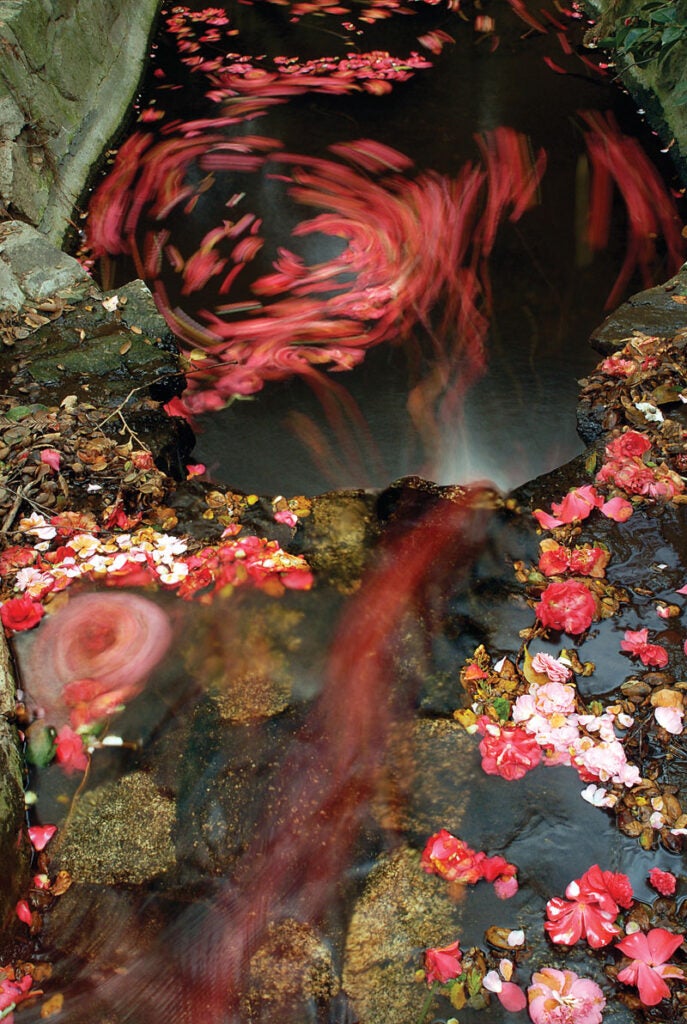 camellia blossoms falling into the water below