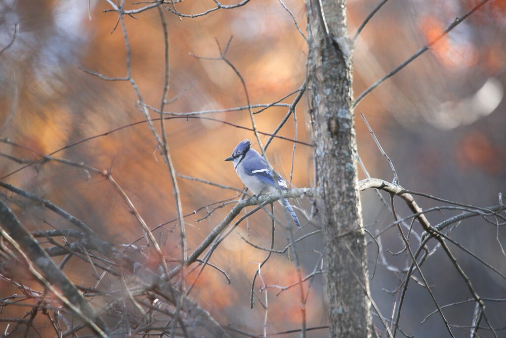 Tamron 150-600mm sample images