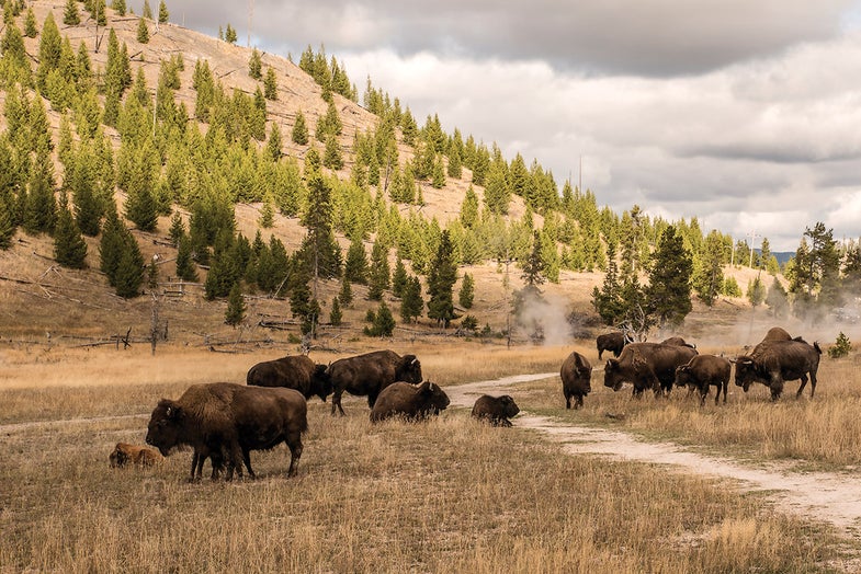 Mentor Series: Wayne Ericson’s Happy Trails