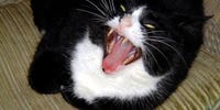 Cats Banned at Pop Photo Cats Banned at Pop Photo