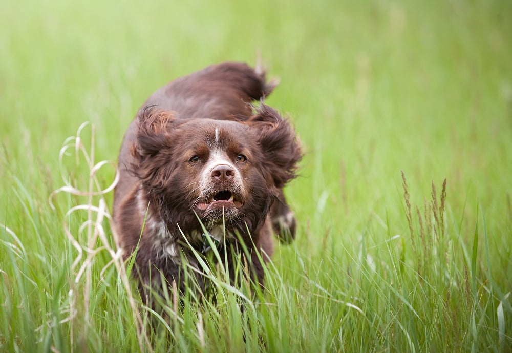 Olive, springer/cocker spaniel cross