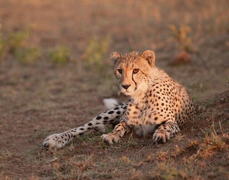 tanzania