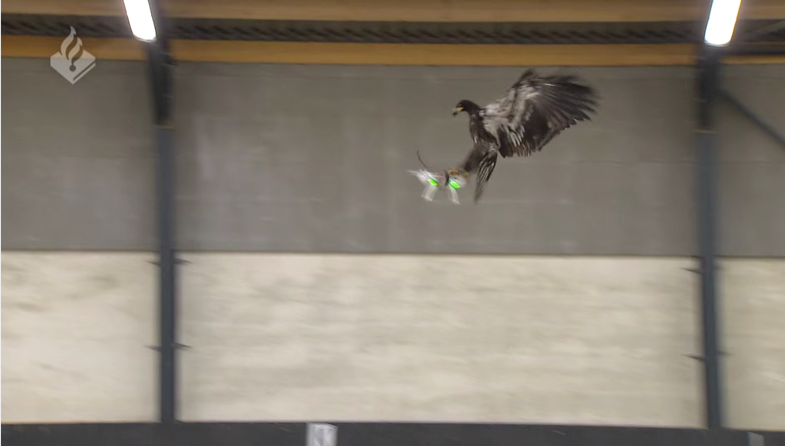 Dutch National Police Catch Unauthorized Drones With Trained Eagles