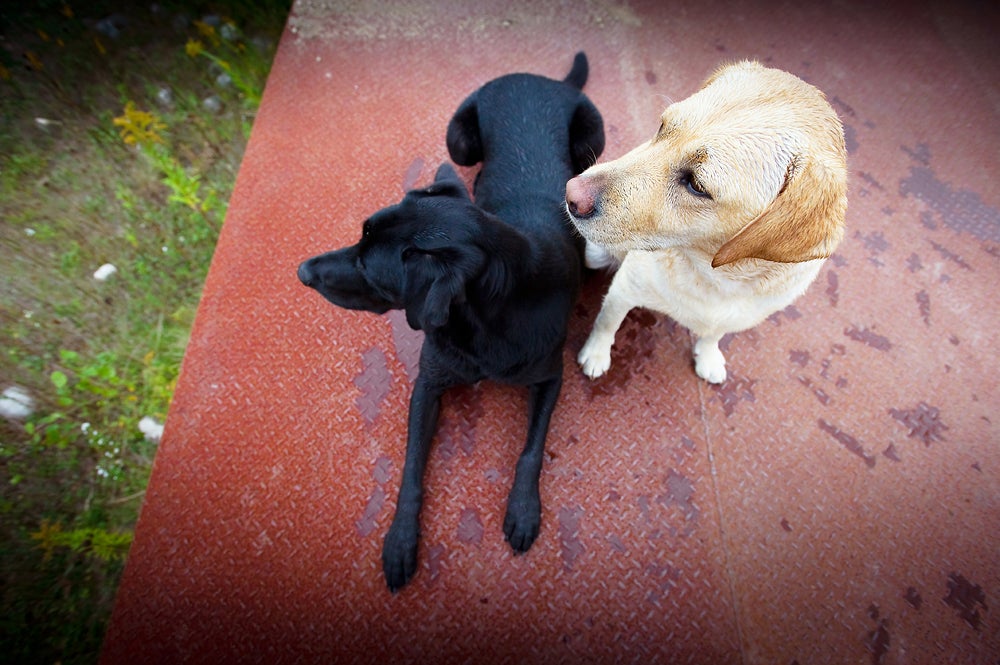 Riley and Stella, black and yelllow labs