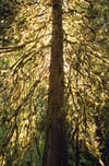 Trees Covered in Lichens