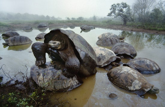 Where-In-The-World-Do-You-Want-To-Go-The-Galapag