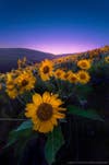 Ben Coffman explains how he made today’s Photo of the Day: <em>“This is a 4-image stack of various exposures and planes of focus: One for the wildflower in the foreground, one for the background, one for the twilight sky, and one for the first emergence of the stars. I purposely left the mid-ground blurry. Why? you may find yourself asking. Well, I had originally intended to have a tack-sharp midground, but in post I decided that it wasn't that important. My foreground flower was sharp, and my horizon line was sharp, but I thought the movement in the midground a) helped to add some dynamic action to the photo and b) worked well with the idea I was trying to express in the photo's title (Another face in the crowd.”</em> See more of his work <a href="https://www.flickr.com/photos/ben_coffman/">here</a>. Want to be featured as our next Photo of the Day? Simply submit you work to our <a href="http://www.flickr.com/groups/1614596@N25/pool/page1">Flickr page</a>.