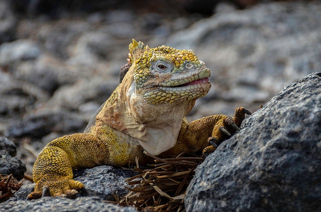 Today's Photo of the Day comes from Flickr user P. Bhatt and was captured in Galapagos, Ecuador using a Nikon D7000. See more of Bhatt's work <a href="https://www.flickr.com/photos/pbhattphotography/">here. </a>
