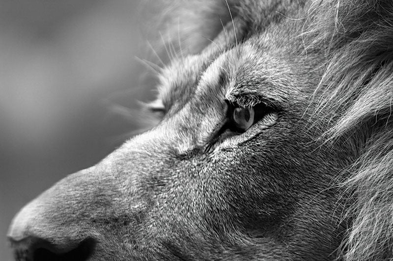 black and white lion photo close up