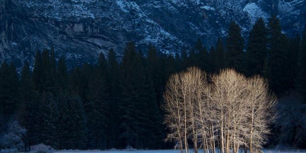 Reader Gallery: Tree Photography Reader Gallery: Tree Photography