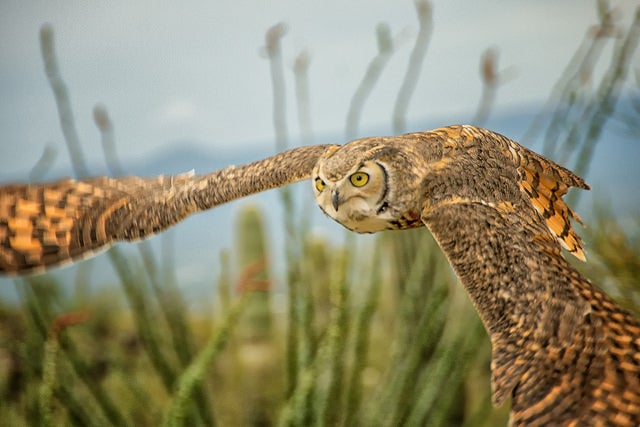 Today's Photo of the Day comes from Maryanne Nelson who captured this owl in flight on a Nikon D7100 with an 18.0-200.0 mm f/3.5-5.6 lens at 1/800 sec, f/5.6 and ISO 500. See more of her work <a href="http://www.flickr.com/photos/maryannenelson/">here.</a>