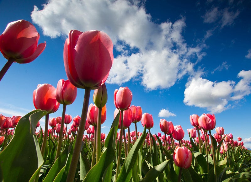 Clear Blue Cool made today's Photo of the Day at the Tulip Festival in Washington state with a Canon EOS 60D. See more <a href="http://www.flickr.com/photos/clearcoolblue/">here</a>. If you want your own work considered for Photo of the Day, <a href="http://www.flickr.com/groups/1614596@N25/">join up with our Flickr group</a> and submit your stuff!