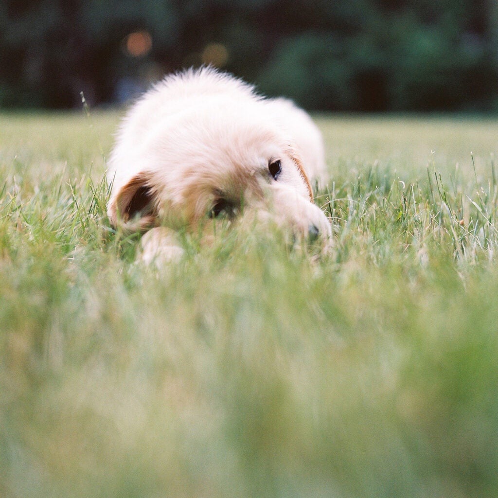 Pedey in Bed of Grass