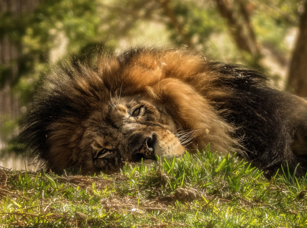 Today's Photo of the Day was captured by Susan Liepa in Safari Park in Escondido, California with a Panasonic DMC-FZ200 at 1/800 sec, f/4 and ISO 200. See more work from Liepa <a href="https://www.flickr.com/photos/sliepa/">here. </a>