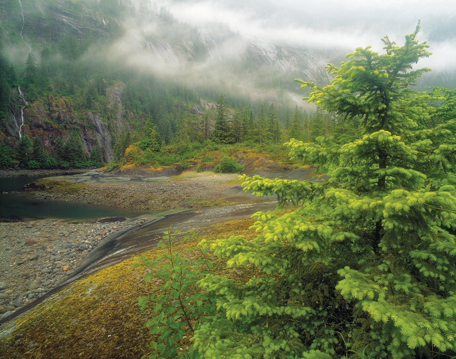 Khadashan Rainforest