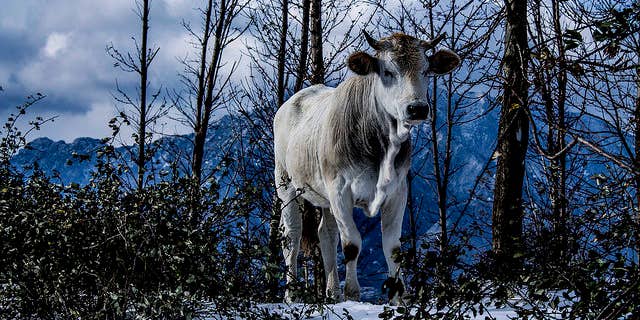 Photo of the Day February 13, 2015 Photo of the Day February 13, 2015