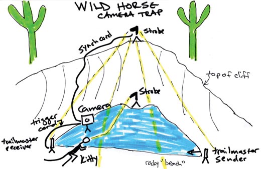 Capturing-the-Big-Cat-The-photographer-s-diagram