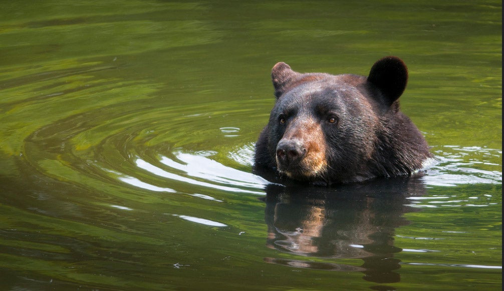 Today's Photo of the Day was taken by Rudy Pohl using a Nikon D7100 with a 300.0 mm f/4.0 lens. Although Rudy's long lens certainly helped him capture this bathing black bear, timing was also crucial. "The sunlight landing on him and the water was just perfect," Rudy writes. See more of Rudy's work <a href="http://www.flickr.com/photos/rudypohl/">here.</a>