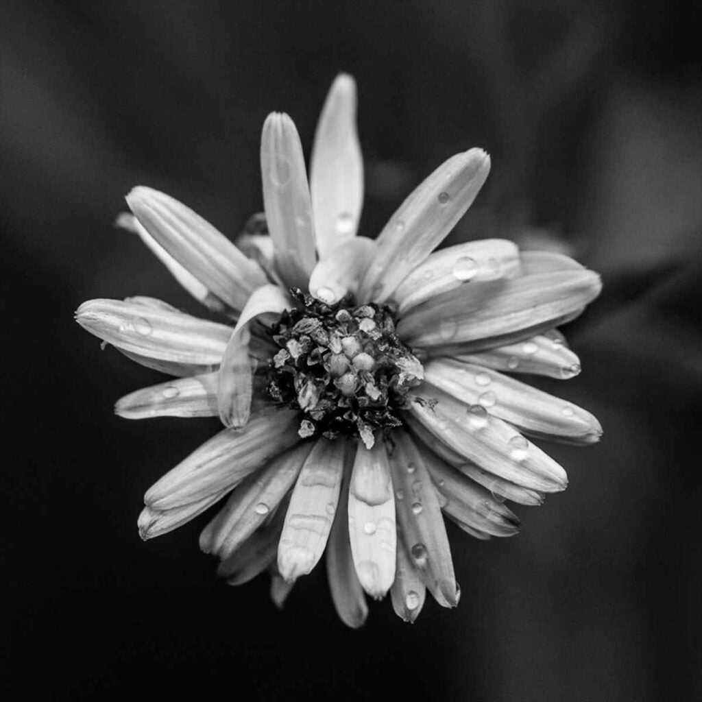 Close-Up Of Flower In Rain.