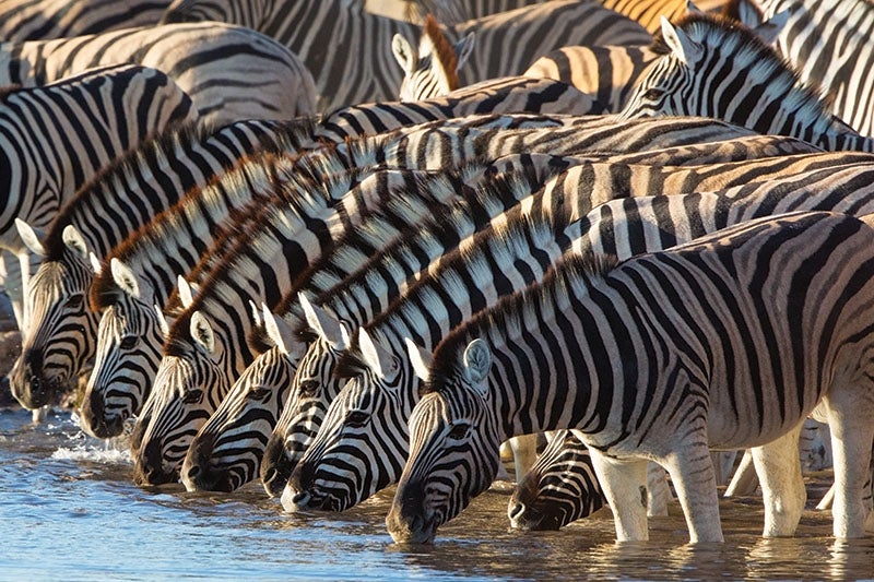 Zebras, Etosha N.P.