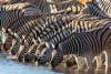 Zebras, Etosha N.P.