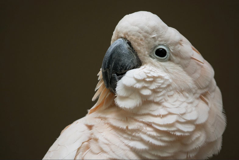 Today's Photo of the Day comes from Spencer Rhodes using a Nikon D7100 with a 70-200 mm f/4 lens. To capture this close-up portrait of an umbrella cockatoo Rhodes zoomed his lens to 200 mm, opened his aperture to f/4 and set the camera's shutter speed to 1/40. See more of his work here.